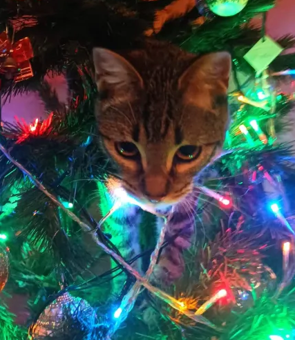 Logo del equipo MUFAS HISTÓRICOS